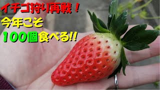 イチゴ狩りで100個食べるぞ！ # 直太ちゃんねる