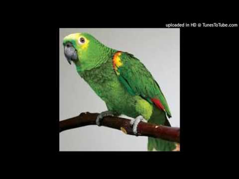 Lord Cristo - Dumb Boy And The Parrot
