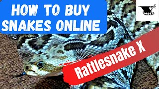 Buying Snakes Online | Venomous Snakes Edition