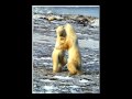 Waltzing with Bears 