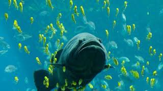 Fish | Wikipedia audio article