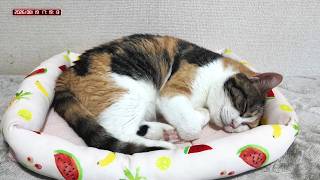 三毛猫フミちゃん  LIVE配信   2026年8月19日　calico cat　(LIVE stream)