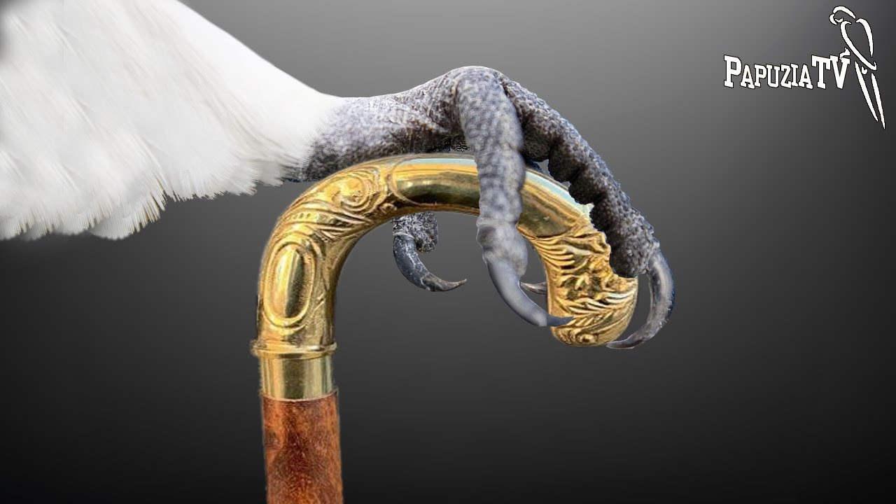 Czy roczna papuga jest stara?