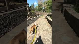Video preview image #1 Mutt Puppy For Sale in Rockville, MD, USA