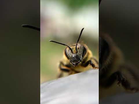 The Most Important Insects in the World❗World Bee Day🐝 Bees for Kids