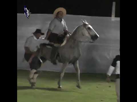 Rueda del basto SALIO ENSILLADO en Alejandra Santa Fe