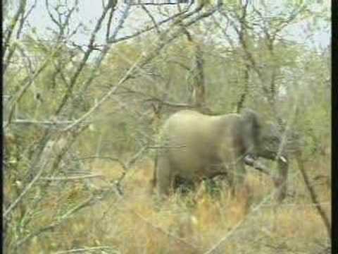 Elephant Breeding Herd  06-08-08  4:47 pm CAT
