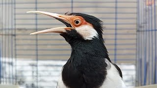 Download lagu Jalak Suren Gacor Mompa Full Variasi - Pancingan Masteran Suara Burung Jalak Gacor Full Isian Mewah mp3