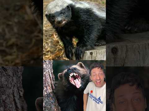 Honey Badger Vs. Wolverine