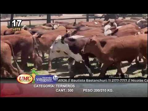 Lote 300 Terneros en Gral. San Martín, Chaco