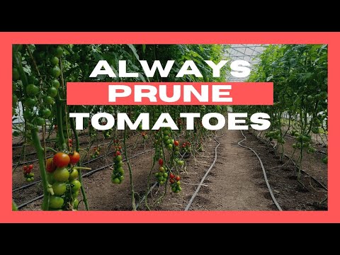 Not Pruning Tomatoes is a Bad Idea (Most of the Time)