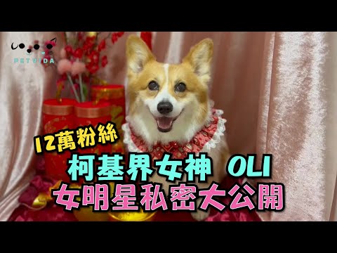 薇達寵物專業新年造型 12萬粉絲 柯基界女神Oli 女明星私密大公開 feat.我的Oli柯基犬日記