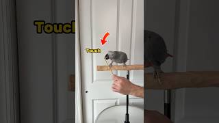 Red Factor African Grey Target Training