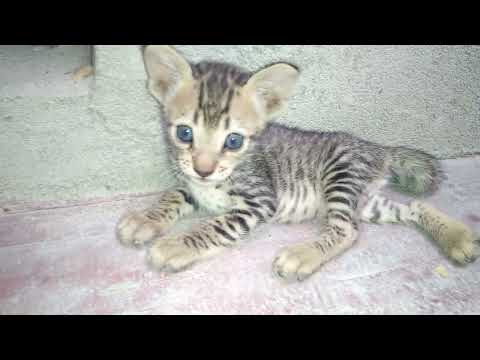 my cut citten😂😊😂😂