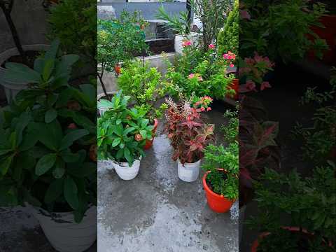 terrace garden overview part 35 |  #gardening#terracegarden #flowers #plants #nature