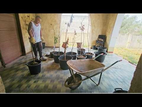 (45) Sicily Heatwave WRECKS My Garden! DIY Fixes in Italy Begin!