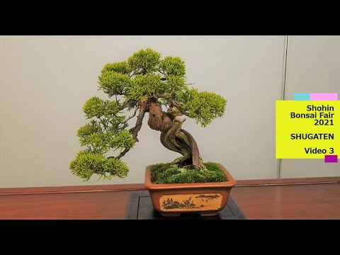 29th SHUGATEN Shohin bonsai Fair 2021・29回秋雅展令和3年 小品盆栽フェア「VIDEO 3」