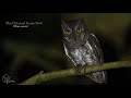 Oriental Scops Owl