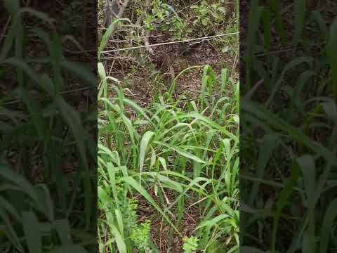 salieron las iguanas. (caraipuca) #naturaleza #santiagodelestero