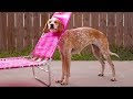 Try Not To Laugh Top 8 Stupid Dogs Funny Pets Compilation
