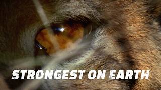 Unbelievable Strength: Nature’s Toughest Creatures