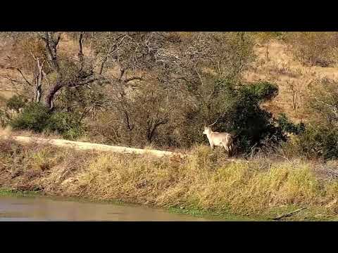 Djuma: Waterbuck bull, Impala ram and Hippos - 14:31 - 07/08/21