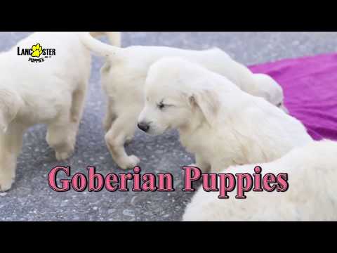 Goberian Puppies