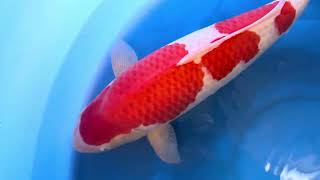 video van Kohaku KO-V23-1150