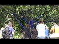 Blue Trees