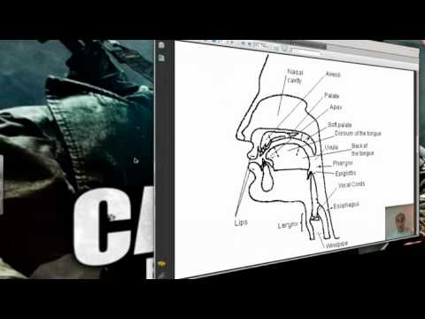 English Grammar: Phonology Basics