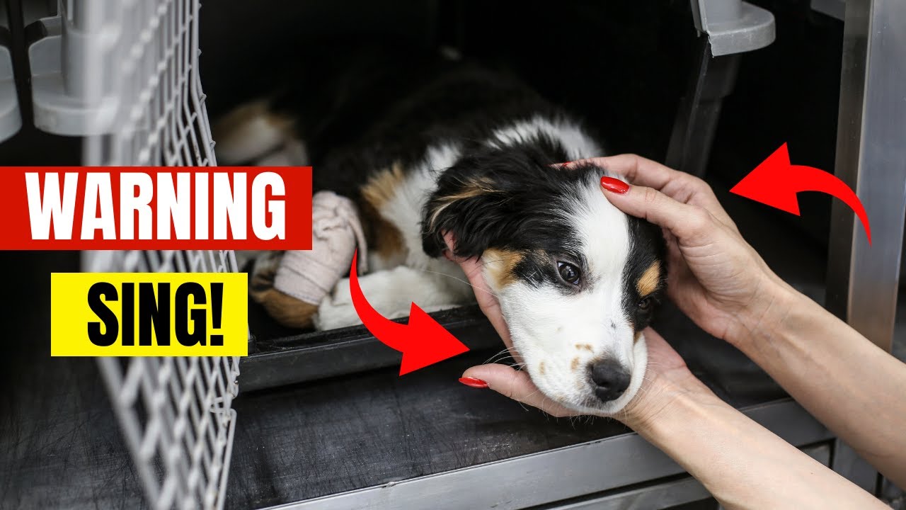 The Subtle Signs Your Dog Doesn't Like You (And What to Do About It)