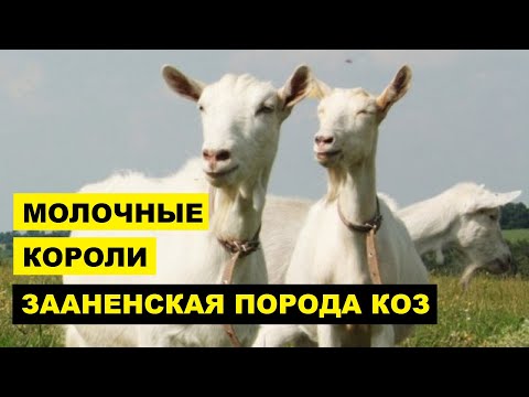 , title : 'Зааненская порода коз описание, разведение, содержание | Козоводство | Молочные козы'