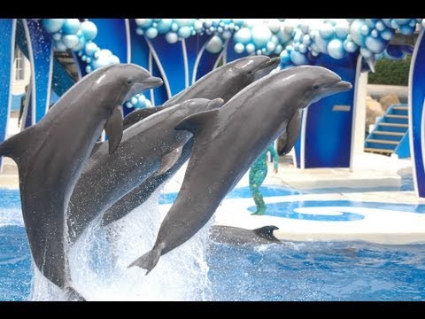 The "Blue Horizons" Dolphin Show - Incredible!