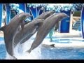 The Complete 2015 SeaWorld "Blue Horizons ...