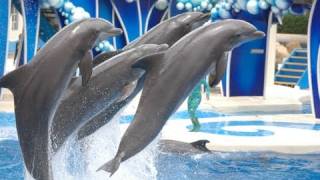 Смотреть онлайн Интересное шоу дельфинов, водная сказка