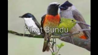 Download lagu Suara pikat kutilang ribut mantenan vs jingjing batu vs sirtu AMPUHHH mp3 Download lagu Suara pikat kutilang ribut mantenan vs jingjing batu vs sirtu AMPUHHH mp3