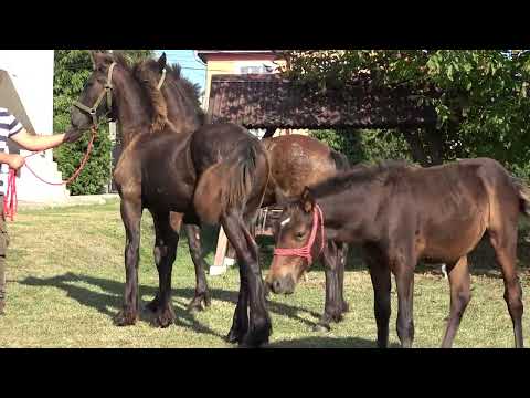 Manjii lui Petre de la Targu Lapus, Maramures - 2023 Nou!!!