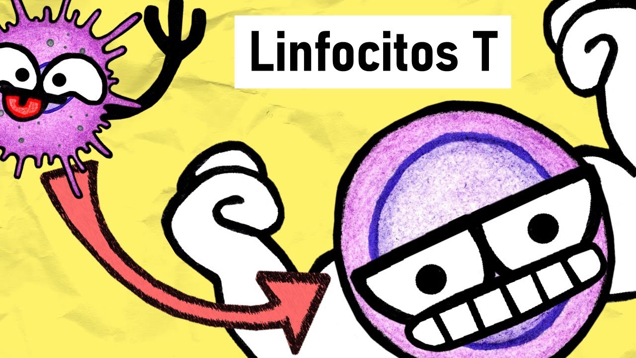 LINFOCITOS T | Activación, Subpoblaciones y Funciones