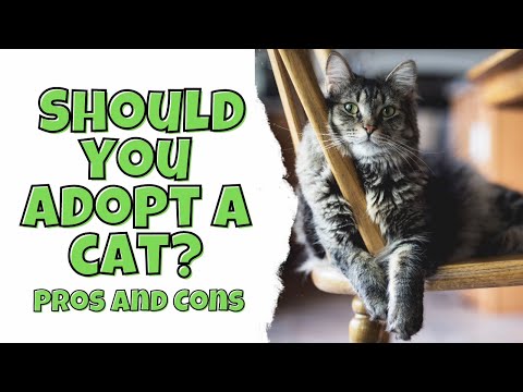 Should You Adopt a Cat? Pros and Cons
