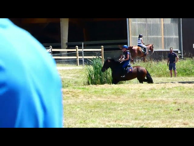 Jument Welsh K 5 ans