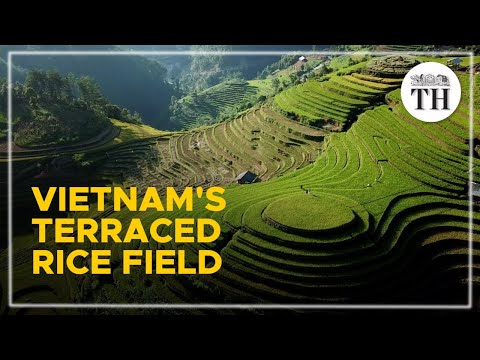 Spectacular rice terrace fields of Vietnam