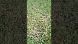 Download lagu WAJIB TAU : PERANGKAP BURUNG DENGAN UMPAN JANGKRIK mp3