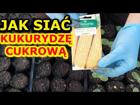 , title : 'Jak i kiedy siać Kukurydzę na Rozsadę | Rozsada Kukurydzy - Siew'