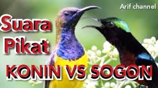 Download lagu Suara pikat sogon dan konin. mp3