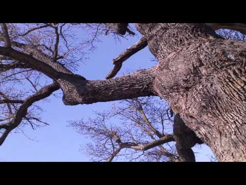 V plus V - V+V: Karneval (2013)