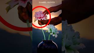 Isso NÃO São FLORES!