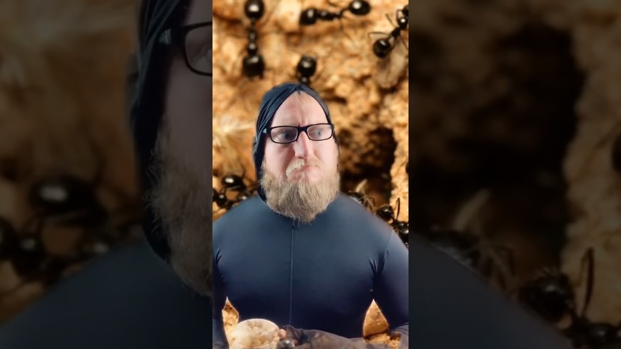 HOW TO TORTURE 🐜 cc: ​@BadMagicProductions #dancummings #djhuntsofficial #funny #comedyshorts