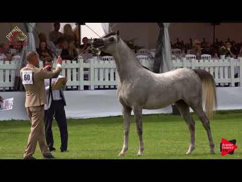 N.60 POSEIDON KA - Chantilly 2019 AHO European Breeders' Ch. - 2 Years Old Colts (Class 7)