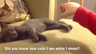 Funny cats to "All Star" by kidz bop fan video