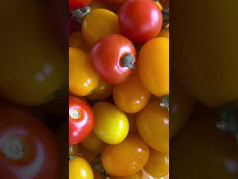 今年の最初の花が咲きます 1 月 2 月 庭の飾り 雪の栄光